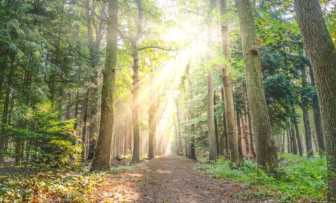 Me han diagnosticado FPI, ¿y ahora qué?