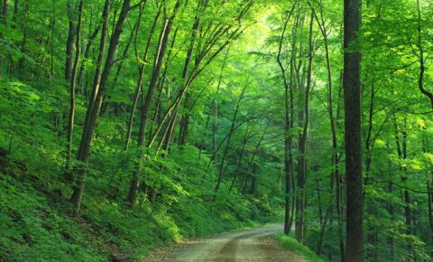 Beneficios de los paseos por la naturaleza