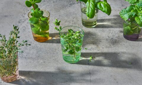 Plantas medicinales y su contribución en la salud respiratoria