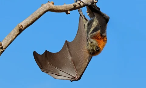 Virus Nipah, lo que sabemos actualmente