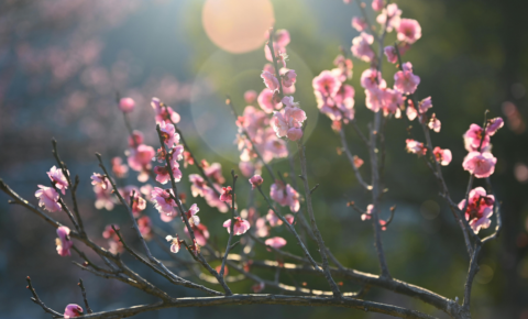 ¿Puede afectar la primavera el tratamiento con CPAP?